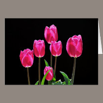 Hot Pink Tulips cards