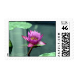 Hot Pink Water Lily