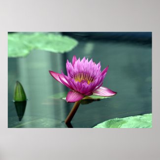 Hot Pink Water Lily Poster print
