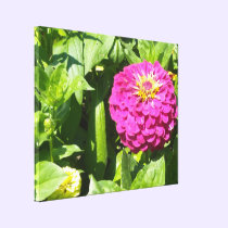 Hot Pink Zinnia canvas prints