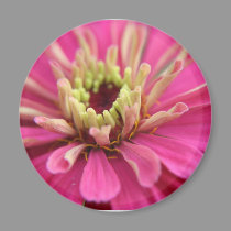 Hot Pink Zinnia magnets by sharpcreations Hot Pink Zinnia magnets