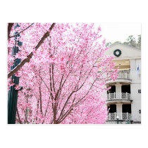Hot Springs Postcard postcards