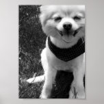 Hot Summer Doggy Days posters
