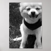 Hot Summer Doggy Days Posters