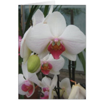 Hothouse Orchids Greeting Card