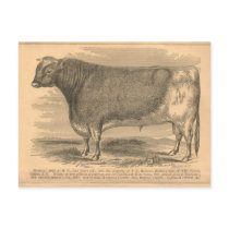 Hotspur, First Prize Bull at Utica, 1863 postcards by ZephyrusBooks Hotspur, First Prize Bull at Utica, 1863 postcards