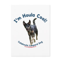 Houla Cool Catahoula Dog Post Cards