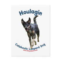 Houlagin Catahoula Dog Post Cards