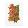 Houlletia brocklehurstiana postcards
