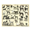 Hounds - Dog Breeds- Hunds Print by VintagePostersShop Hounds - Dog Breeds- Hunds Print