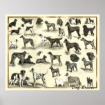 Hounds - Dog Breeds - Hunds Print Dogs