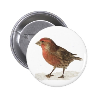 House Finch