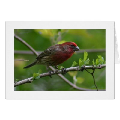 House Finch Greeting Cards by alberthartley