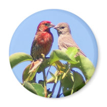 House Finch Couple magnets