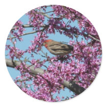 House Finch in Redbud Tree Sticker