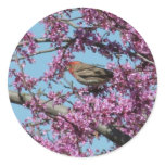 House Finch in Redbud Tree stickers