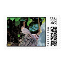 House Finch Postage stamps