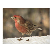 House Finch Postcard