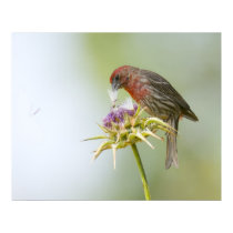 House Finch posters