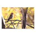 House Finch posters