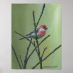 House Finch Print