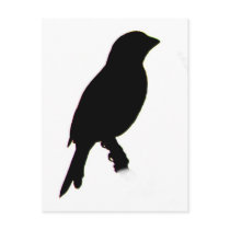 House Finch silhouette Postcard
