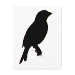 House Finch silhouette Postcard