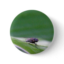 House Fly On A Banana Leaf Pinback Buttons