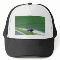 House Fly On A Banana Leaf hats by lifesphere House Fly On A Banana Leaf hats