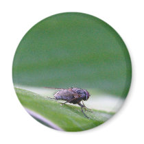 House Fly On A Banana Leaf Fridge Magnet