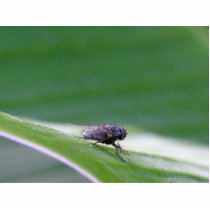 House Fly On A Banana Leaf photo sculptures by lifesphere House Fly On A Banana Leaf photo sculptures