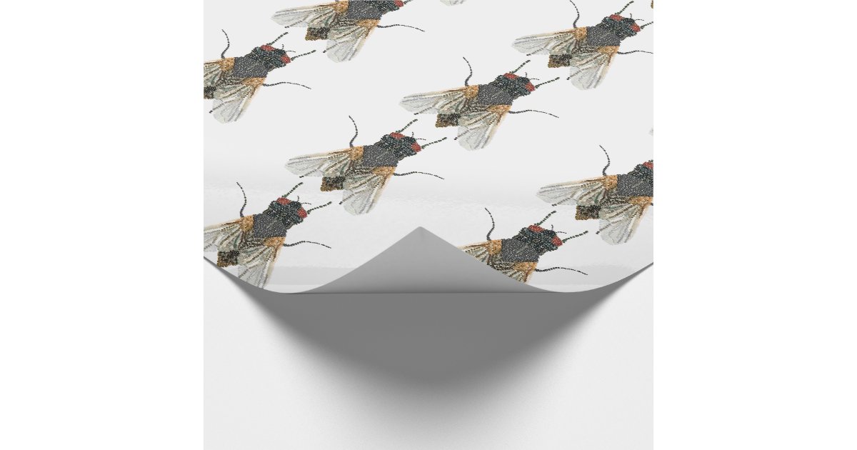 House fly sentence image