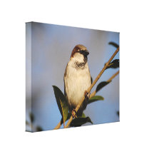 House Sparrow Blue Background Stretched Canvas Print