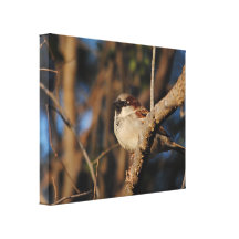House Sparrow Gallery Wrapped Canvas