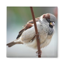 house-sparrow-male magnets by pastormullins house-sparrow-male magnets