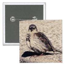 House Sparrow Mood Photograph Pinback Buttons