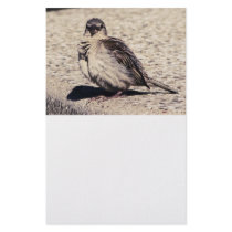 House Sparrow Mood Photograph Stationery