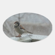 House Sparrow Oval Sticker