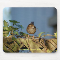 HOUSE SPARROW, photography by paul gavin mousepads