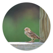 House sparrow sticker