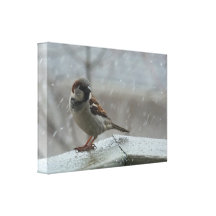 House Sparrow Wrapped Canvas Print