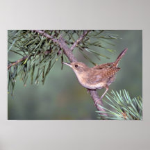House Wren Posters
