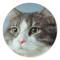 Housecat stickers