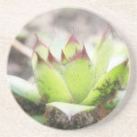 Houseleek - Sempervivum Beverage Coaster