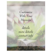 Houseleek - Sempervivum Flyer