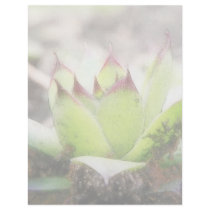 Houseleek - Sempervivum Custom Letterhead