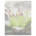 Houseleek - Sempervivum Custom Letterhead