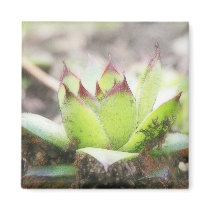Houseleek - Sempervivum Magnet