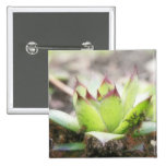 Houseleek - Sempervivum Pins