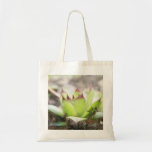 Houseleek - Sempervivum Tote Bags